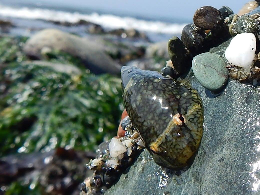 caption: A northern clingfish found in a tidepool on the west coast of Whidbey Island, Washington. In addition to clinging tenaciously to rocks, clingfish can change color to match their surroundings.