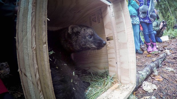 caption: <p>The fisher, a weasel-like predator that is native to the Pacific Northwest. This fisher was brought to Washington&rsquo;s Gifford Pinchot National Forest from British Columbia. It was released into the wild on Dec. 3, 2015.</p>
