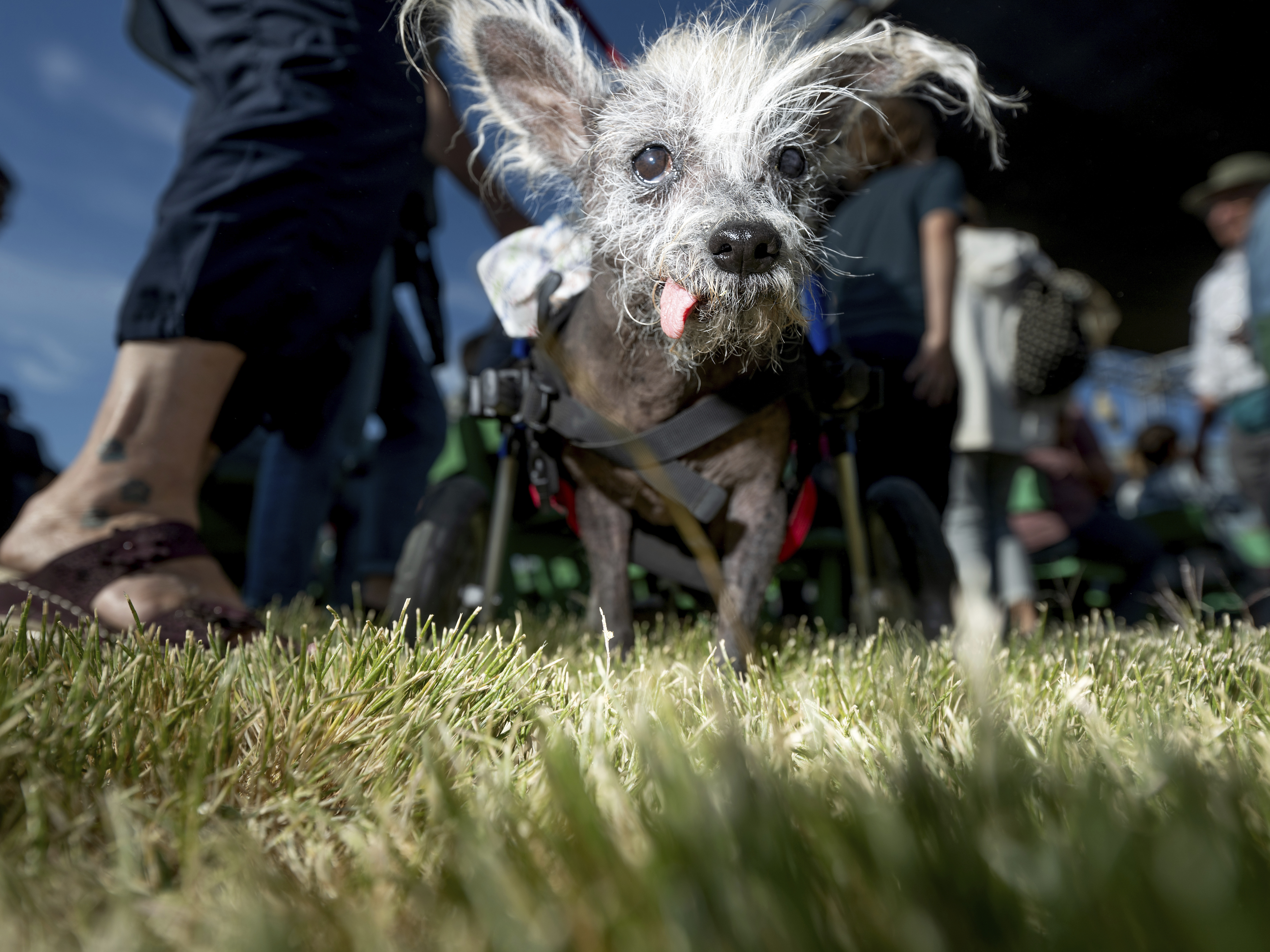 caption: Before bringing home the win, Scooter wanders in the crowd ahead of the World's Ugliest Dog Contest at the Sonoma-Marin Fair in Petaluma, Calif., on Friday.