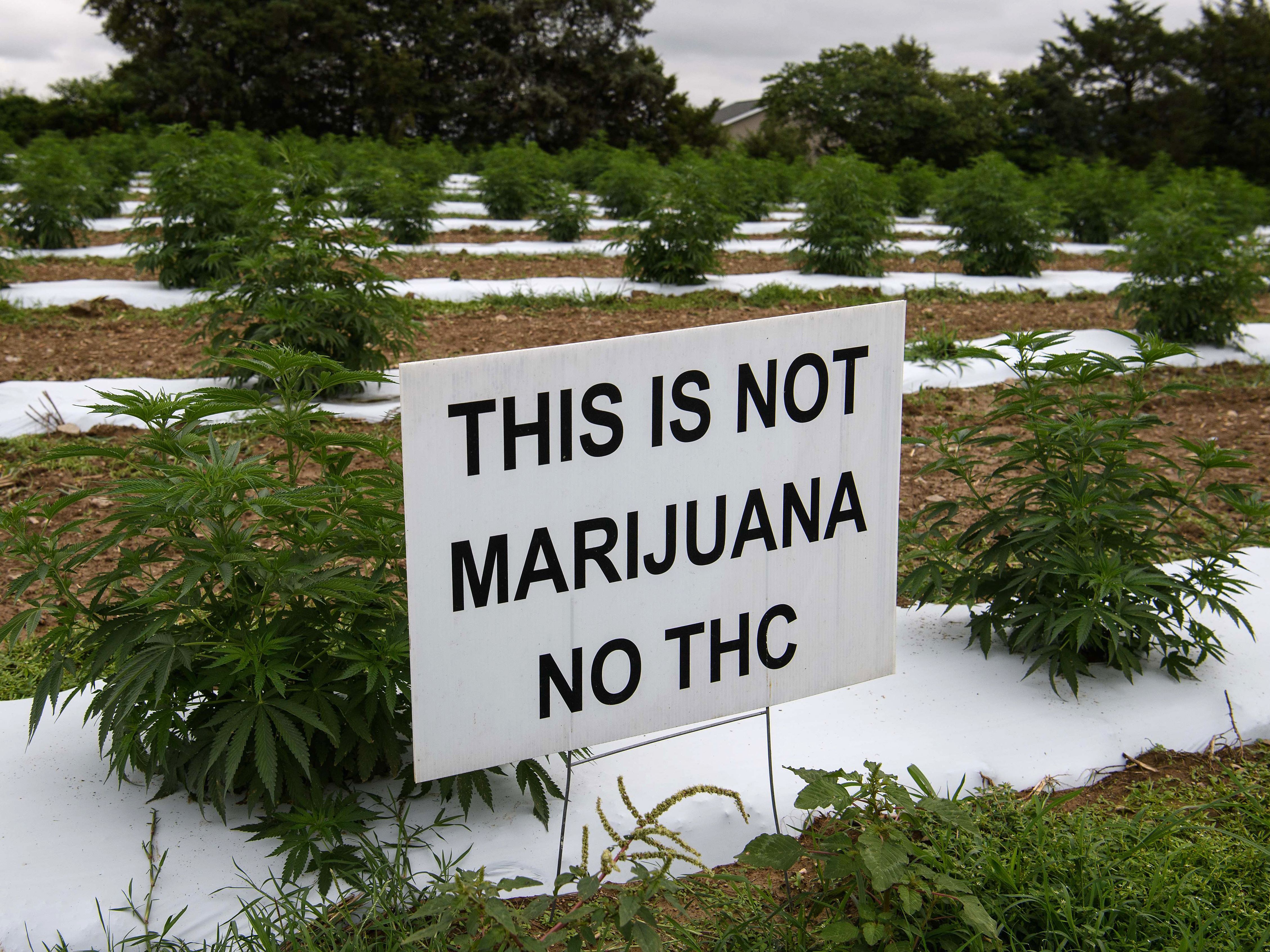 caption: A farmer's sign marks hemp plants in Stanley, Va., in 2020 in an effort to convince thieves that the plants are not marijuana — and not worth stealing.