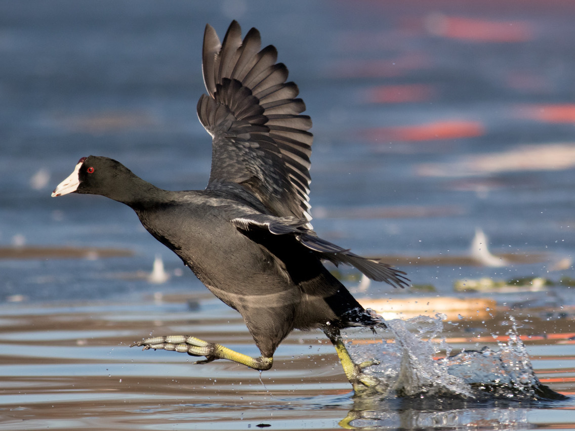 caption: An American coot flies over Brooklyn's Prospect Park Lake on Feb. 5.