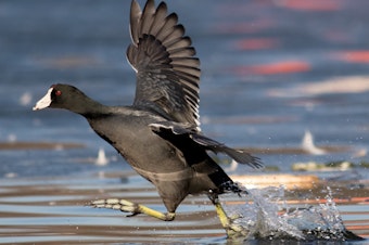 caption: An American coot flies over Brooklyn's Prospect Park Lake on Feb. 5.