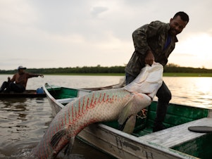 caption: A riverside fisherman pulls a captured pirarucu into his canoe in Lake Amanã on Nov. 15.