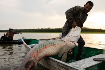 caption: A riverside fisherman pulls a captured pirarucu into his canoe in Lake Amanã on Nov. 15.