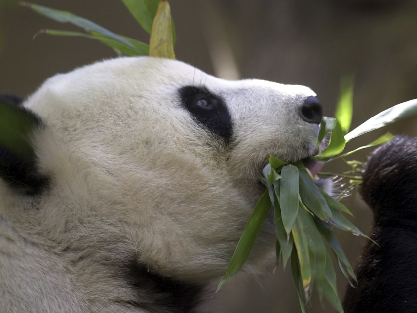caption: Bai Yun, the mother of newly named panda cub, Mei Sheng, gets a mouthful of bamboo during the cub's first day on display at the San Diego Zoo on Dec. 17, 2003. China is working on sending a new pair of giant pandas to the San Diego Zoo.