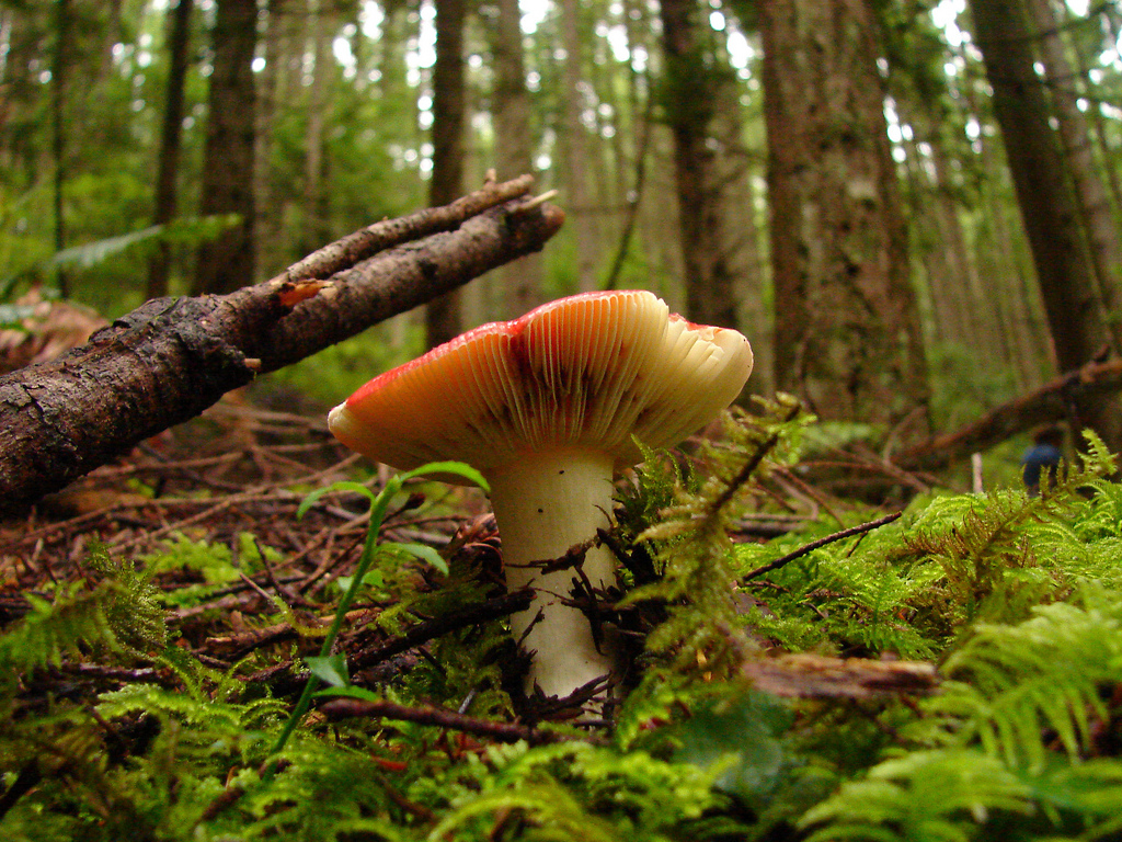 caption: File photo.