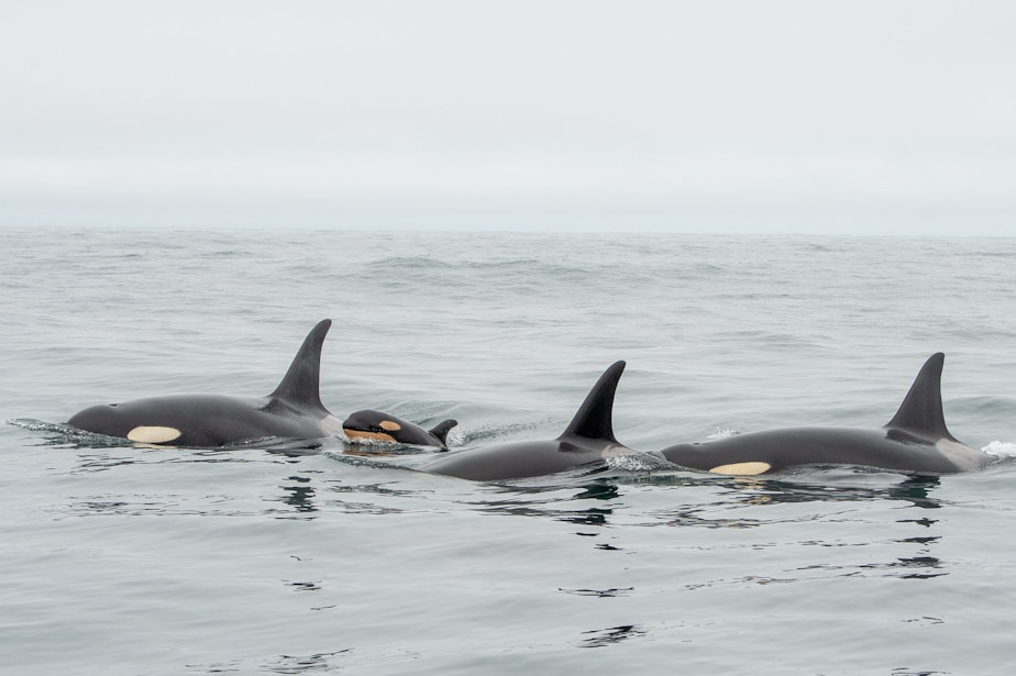caption: A new J Pod orca calf spotted off Vancouver Island in May 2019