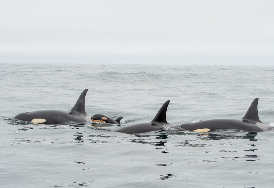 caption: A new J Pod orca calf spotted off Vancouver Island in May 2019