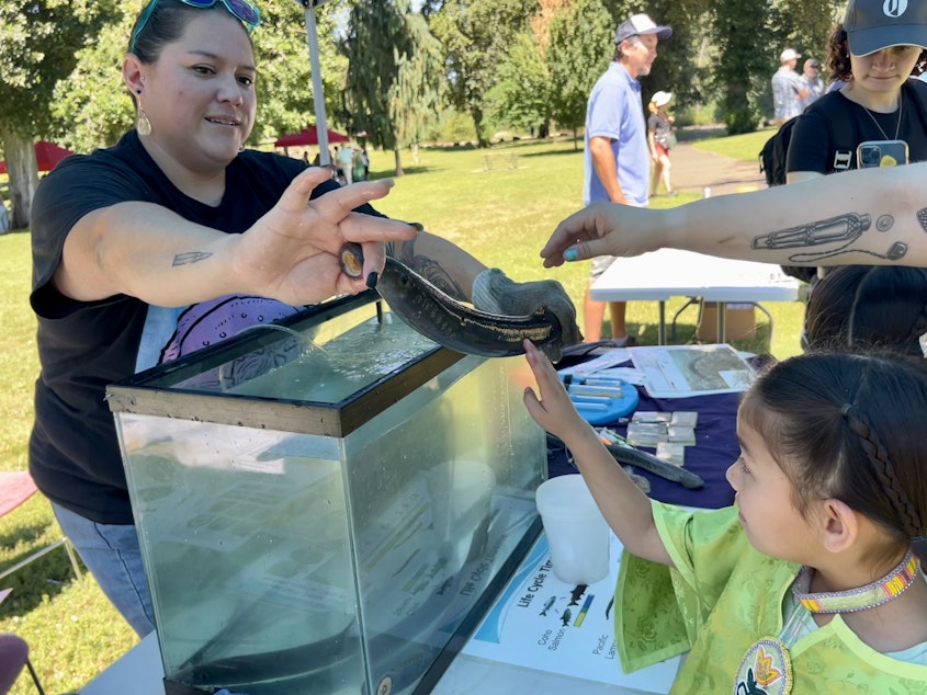caption: Yakama Nation biologist Dave’y Lumley shows Aleeyah McJoe, 7, an adult lamprey at the Yakama Nation's Willamette Falls Lamprey Celebration.