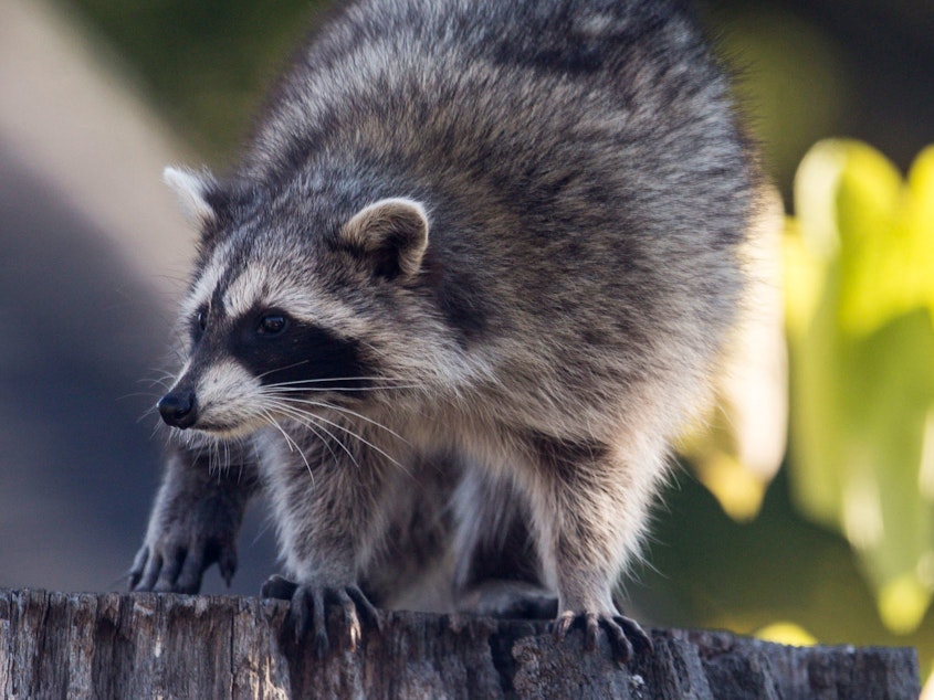 caption: A raccoon sitting on the stump of a tree in the Beaches in Toronto. <em>The Toronto Star</em>'s Amy Dempsey thinks there's a particularly smart one in her neighborhood.