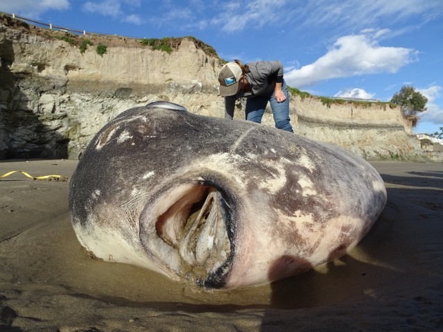 caption: The animal, identified as a hoodwinker sunfish, washed up on a shore last week at UC Santa Barbara's Coal Oil Point Reserve.