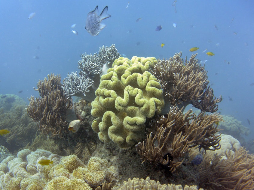 caption: The Australian federal government has downgraded its long-term outlook of the Great Barrier Reef to "very poor," and it says that climate change is the most significant threat.