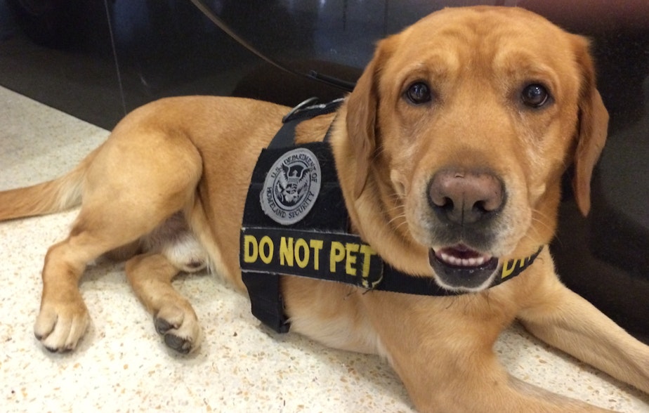 caption: A TSA bomb-sniffing dog.