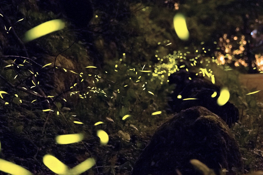 caption: Fireflies are found in Washington but they aren't like these pictured here. The fireflies in Washington don't flash.