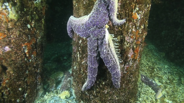 caption: A dying Pisaster ochraceus sea star in the waters off West Seattle dangles by its tentacles off an underwater piling that would normally be covered with a rainbow of sea stars. 