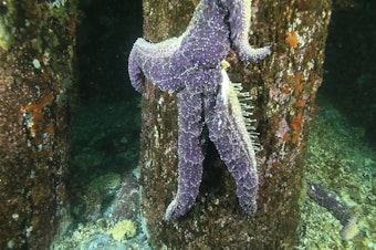 caption: A dying Pisaster ochraceus sea star in the waters off West Seattle dangles by its tentacles off an underwater piling that would normally be covered with a rainbow of sea stars. 