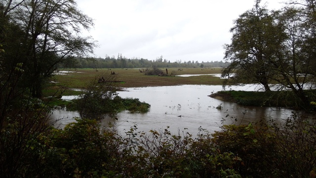 caption: A restoration project last year allowed this wetland to flood while an infamous stretch of Highway 101 stayed dry this winter.