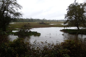 caption: A restoration project last year allowed this wetland to flood while an infamous stretch of Highway 101 stayed dry this winter.