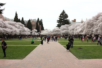 caption: The University of Washington quad in late March, when the cherry blossom trees are in full bloom.