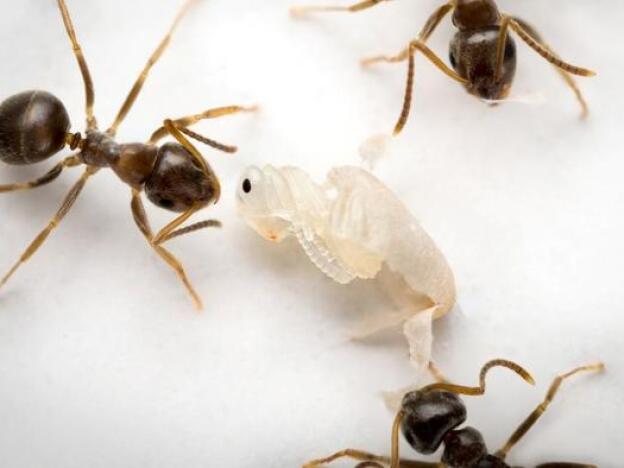 caption: When an ant pupa has a deadly, incurable infection, it sends out a signal that tells worker ants to unpack it from its cocoon and disinfect it, a process that results in its death.