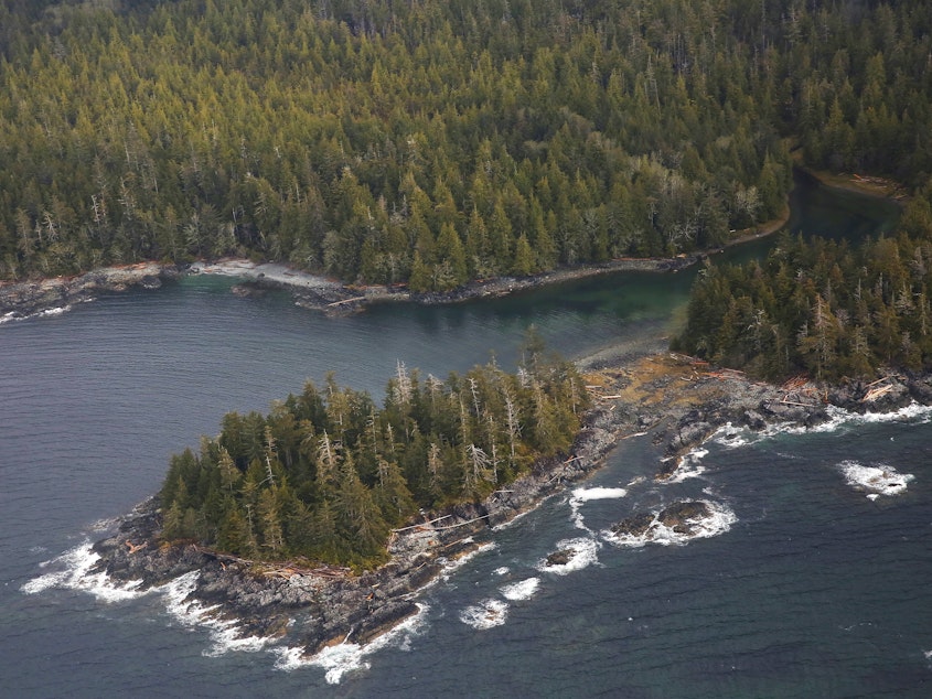 caption: The Tongass National Forest, near Ketchikan, Alaska. The spruce, hemlock and cedar trees of the Tongass have been a source of timber for the logging industry.