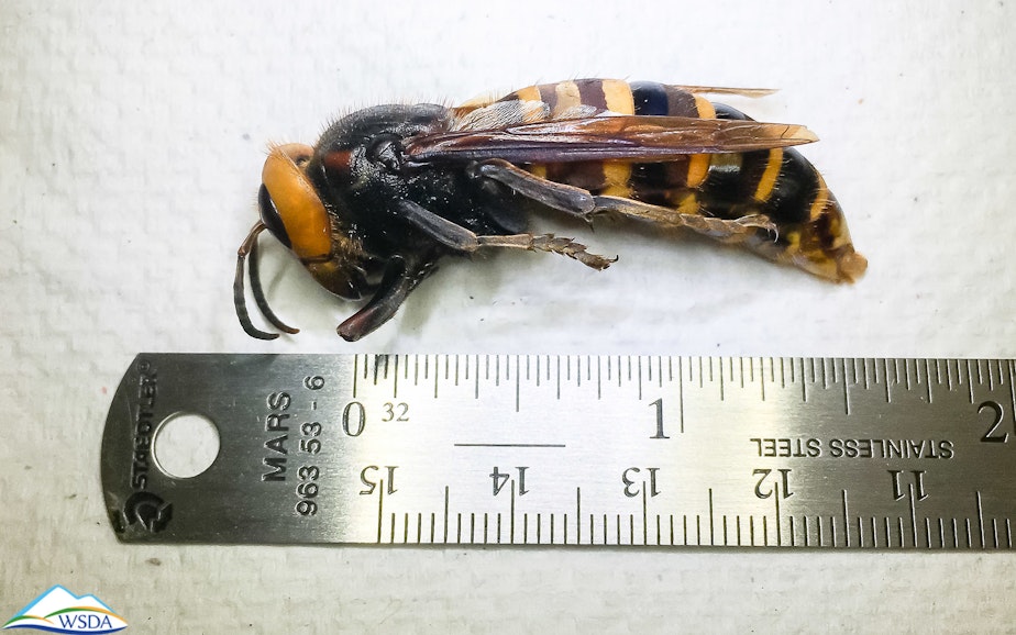 caption: This photo, taken in July, shows the length of a murder hornet — nearly two inches long.