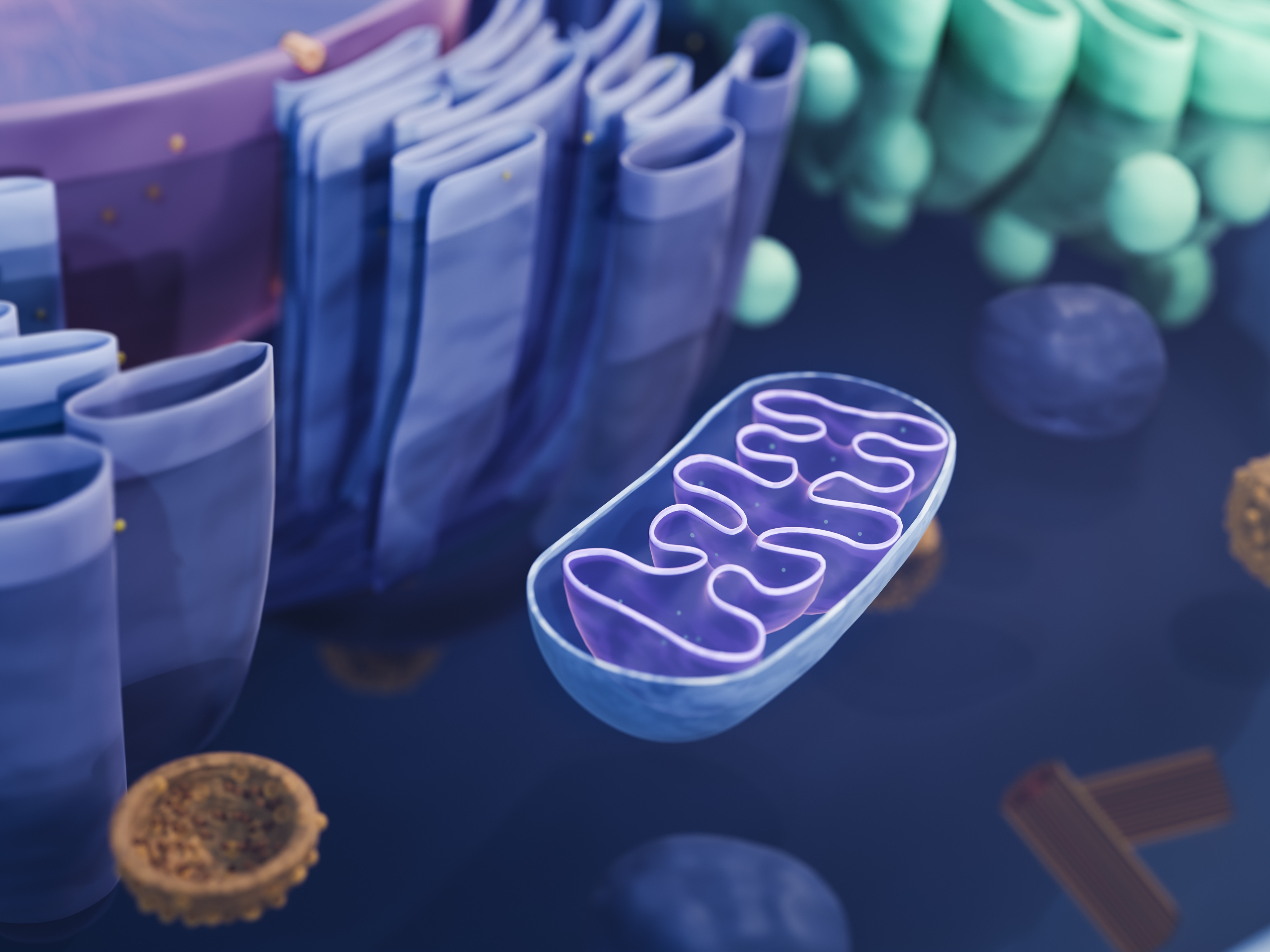 caption: Mitochondria, like the one seen in cutaway view, are the powerhouses inside cells.