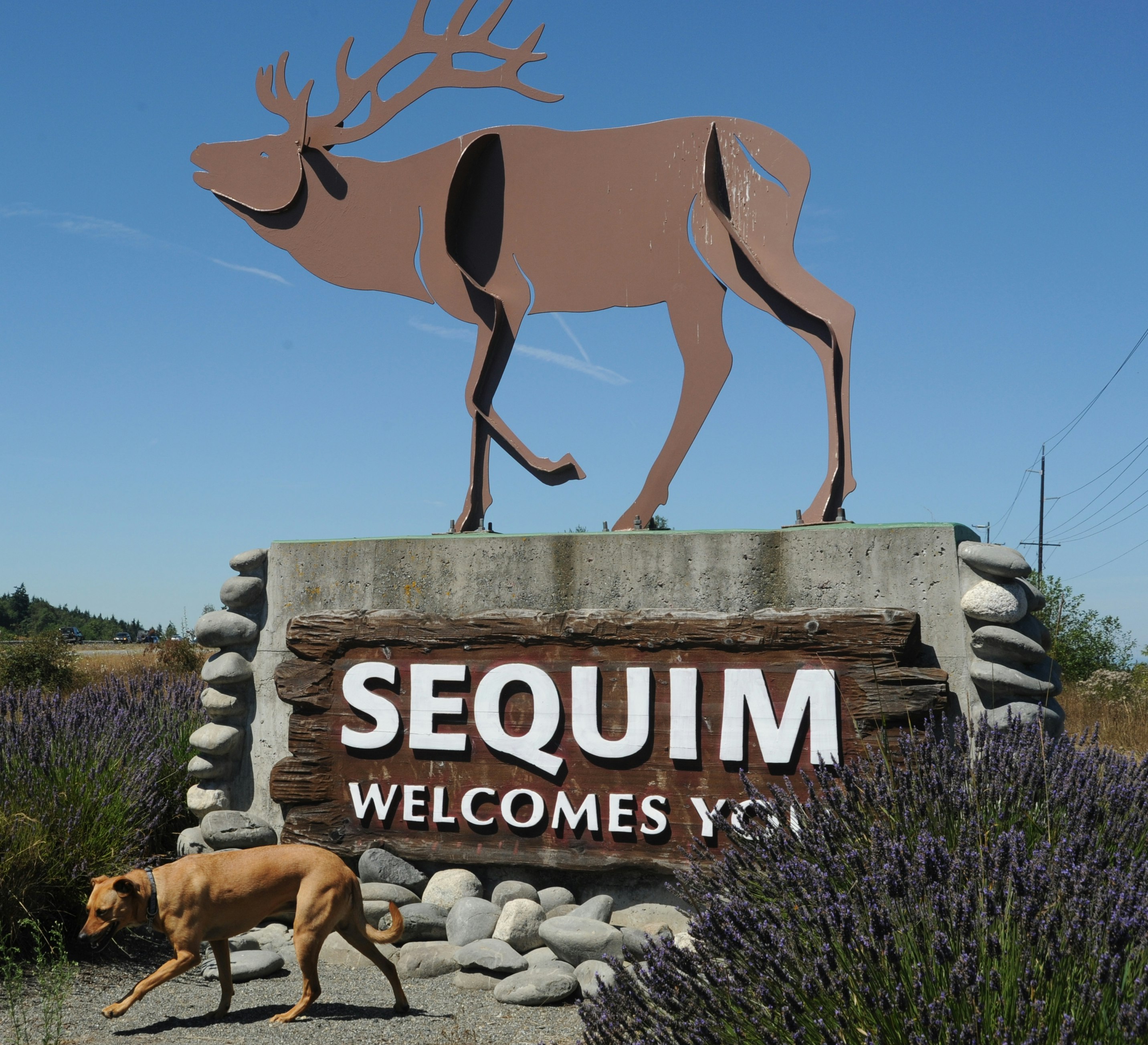 KUOW - Mayor's Q-related comments cause continuing controversy in Sequim - Vimarsana News