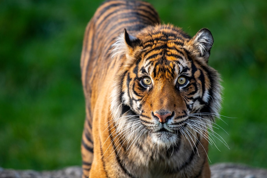 caption: Kirana is one of the three Sumatran tigers in Tacoma that will now be getting a little extra distance.