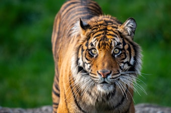 caption: Kirana is one of the three Sumatran tigers in Tacoma that will now be getting a little extra distance.