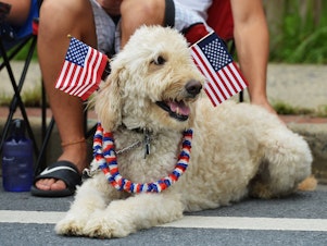 caption: Dogs and cats can be particularly sensitive to loud noises such as fireworks. Here, a dog watches an Independence Day parade in Takoma Park, Md., in 2013.