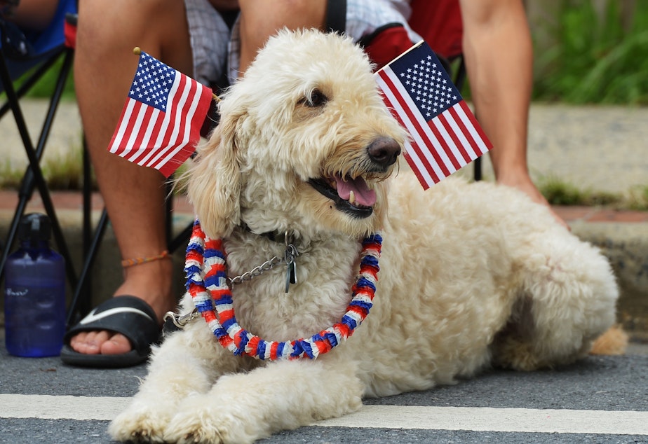 caption: Dogs and cats can be particularly sensitive to loud noises such as fireworks. Here, a dog watches an Independence Day parade in Takoma Park, Md., in 2013.