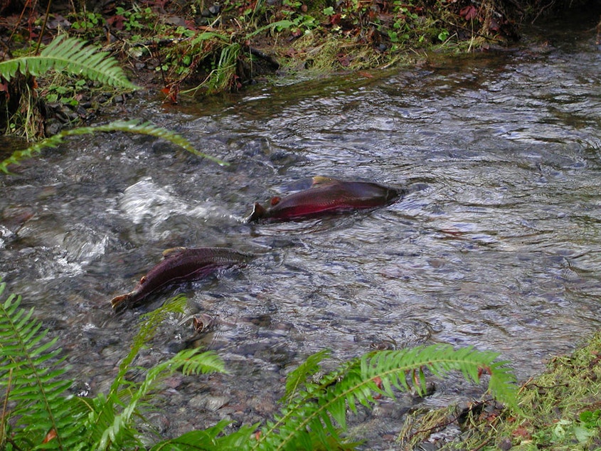 caption: Several programs in the U.S. Senate's infrastructure package include funding to improve salmon habitat.