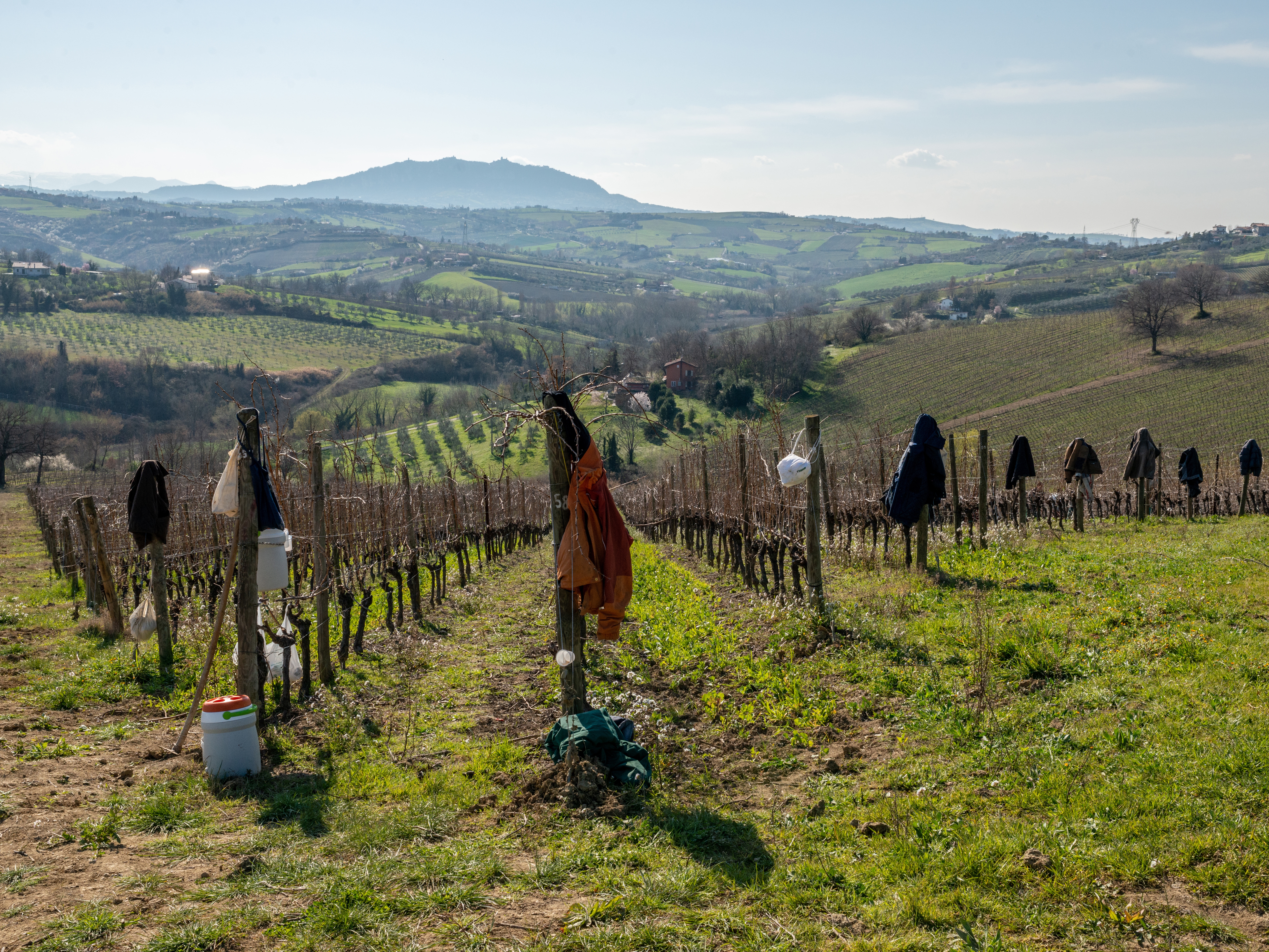 caption: The vineyard at San Patrignano outside Coriano, Italy. The community is home to 850 people all working to recover from alcohol and drug addiction.