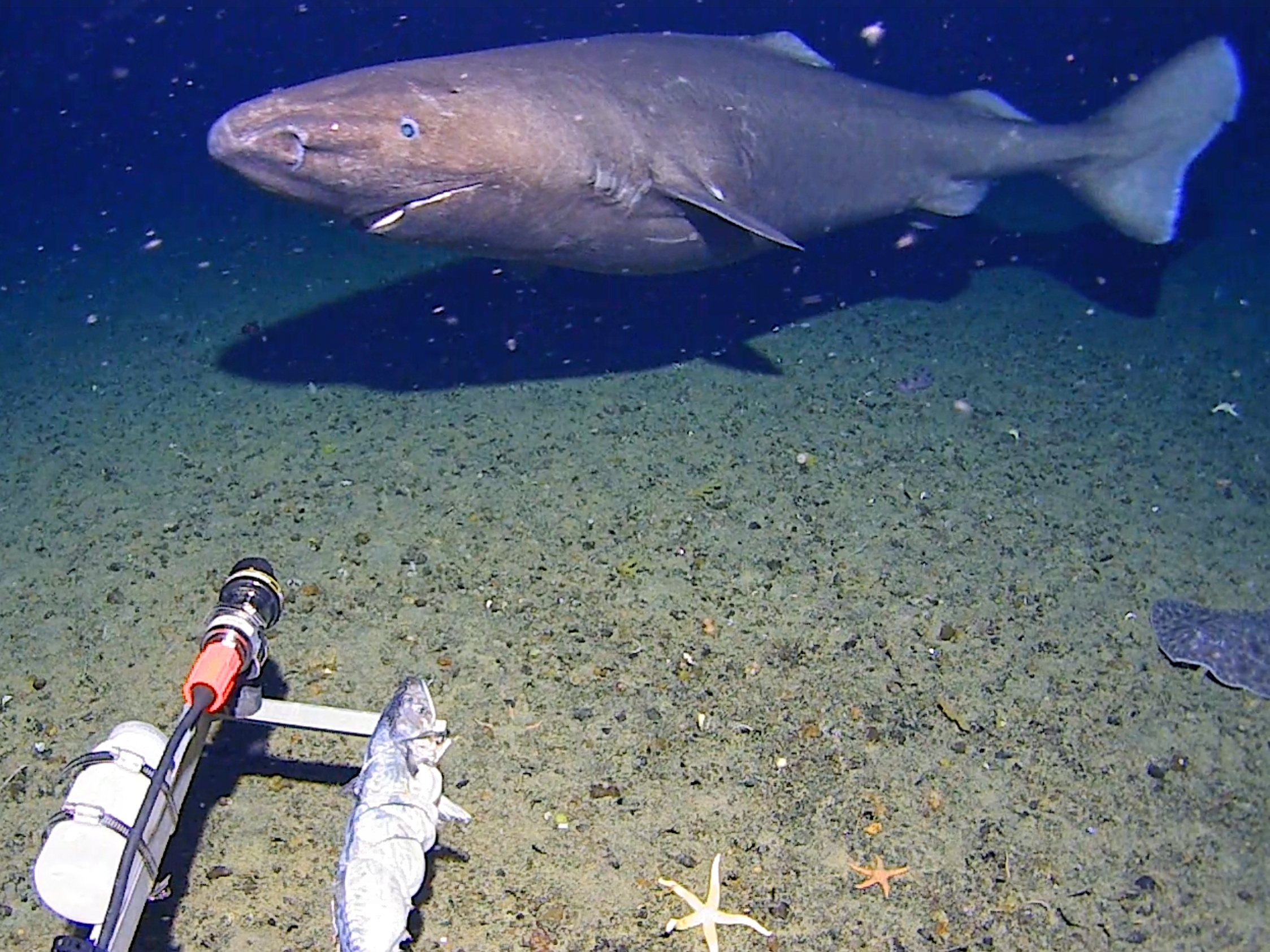 caption: In this image made from video and released by the University of Western Australia, a sleeper shark swims into the spotlight of a video camera in Antarctica in January 2025.