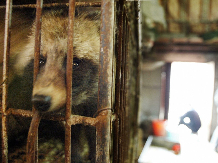 caption: A raccoon dog looks out of its cage in a Chinese live animal market in January 2004. Raccoon dogs could have been an initial host for the virus that caused the COVID-19 pandemic.
