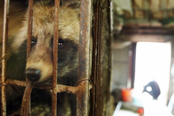 caption: A raccoon dog looks out of its cage in a Chinese live animal market in January 2004. Raccoon dogs could have been an initial host for the virus that caused the COVID-19 pandemic.