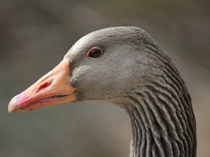 caption: Do you know this goose? Researchers have developed a new facial recognition tool for geese that can ID them based on their beaks.