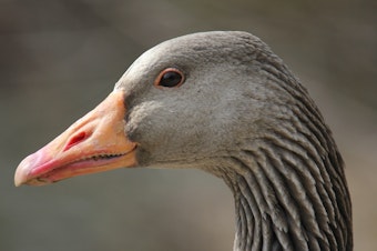 caption: Do you know this goose? Researchers have developed a new facial recognition tool for geese that can ID them based on their beaks.