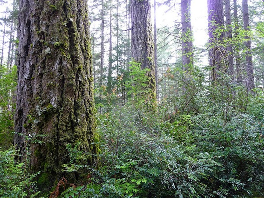 caption: <p>The Elliott State Forest.&nbsp; Coastal old growth, like that found in the Elliott State Forest, is prime nesting habitat of the threatened marbled murrelet.</p>