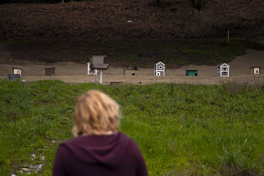 caption: Morgan Sandys, a volunteer with Alley Cat Project, walks near tiny cat-sized shelters that have been placed at a feral cat colony on Friday, March 22, 2024, in south Seattle. 