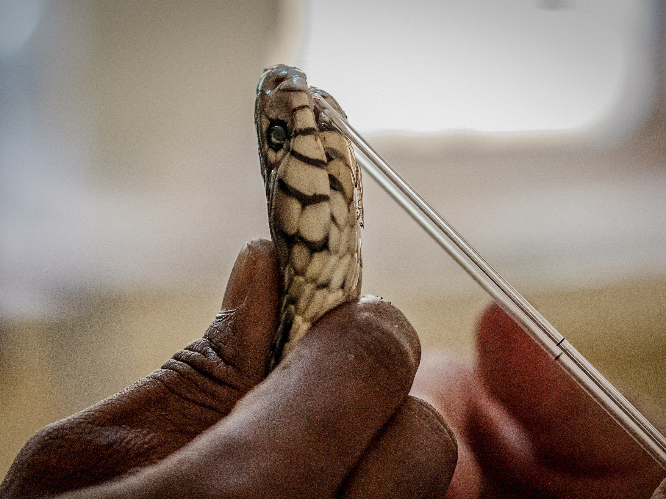 caption: A forest cobra is harvested for its venom at the Research Institute of Applied Biology of Guinea. Its venom will be analyzed for various toxins and help inform future antidote development.