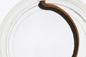caption: <em>Macrobdella mimicus</em>, the first new species of medicinal leech discovered in over 40 years.