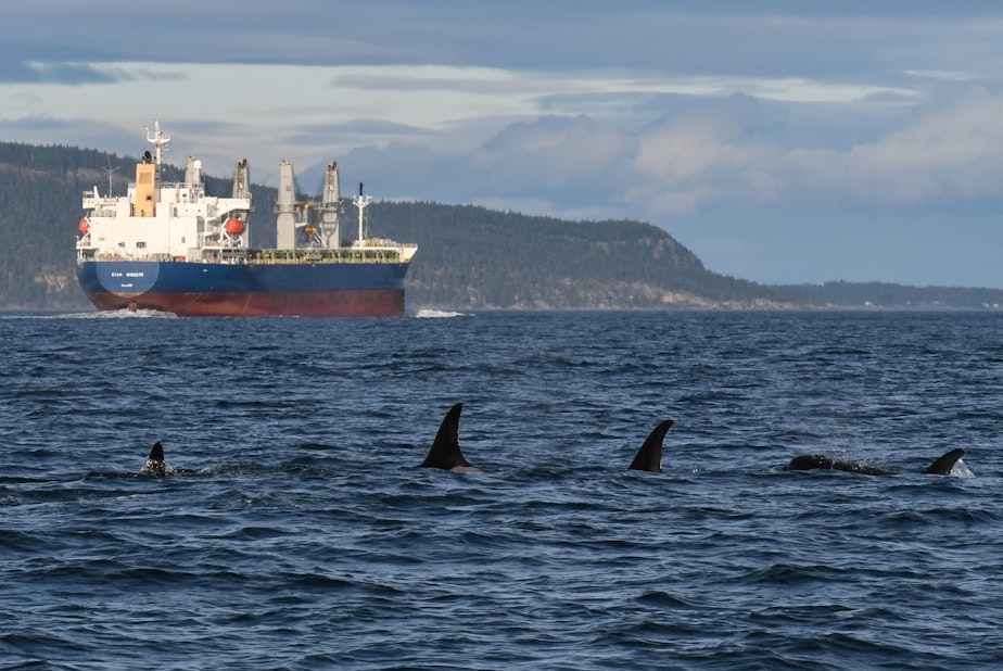 caption: A group of orcas and the cargo ship Star Minerva in Haro Strait, with Saturna Island, B.C., in the background.