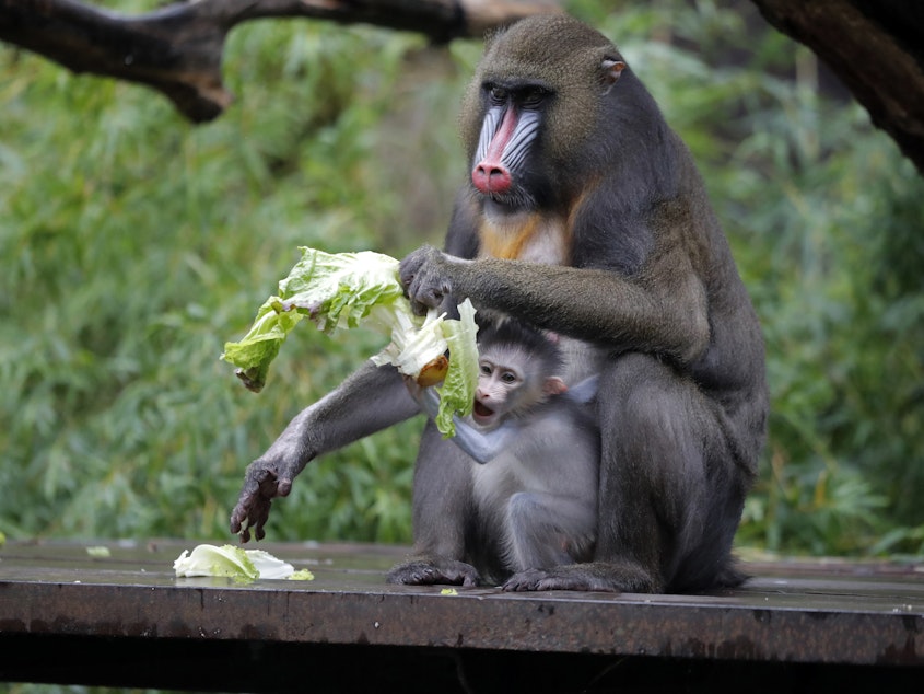 caption: A 1-month-old baby mandrill clings onto its mother Jinx, at the Audubon Zoo in New Orleans on July 6.
