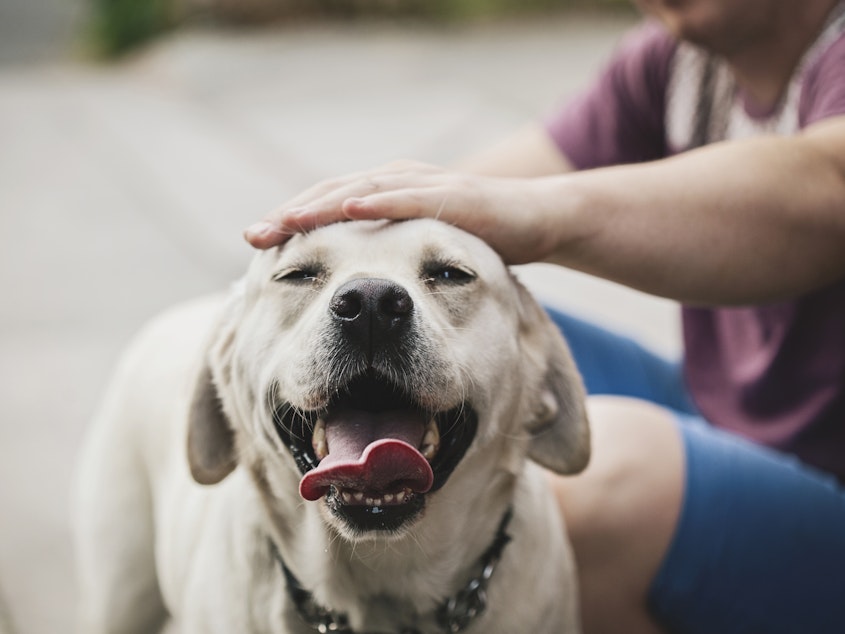 caption: When humans interact with dogs, the feel-good hormone oxytocin increases — in the person and the dog.