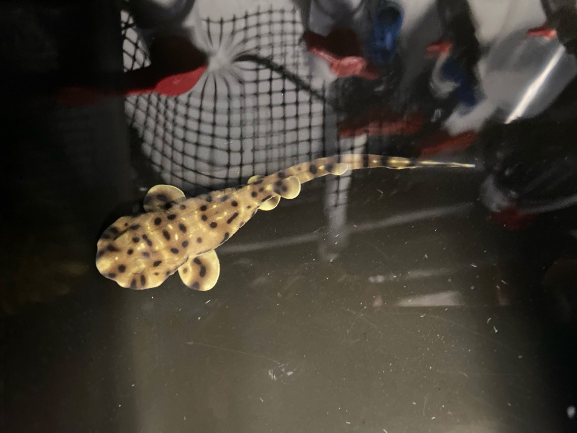 caption: Yoko the baby swell shark was born on Jan. 3, some eight months after her egg was discovered in a tank with that only housed other female sharks.