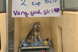 caption: Lucille, a two-year-old husky, sits in her kennel at the Seattle Animal Shelter on April 12, 2024. The shelter is close to capacity as an influx of dogs combines with waning adoption interest.