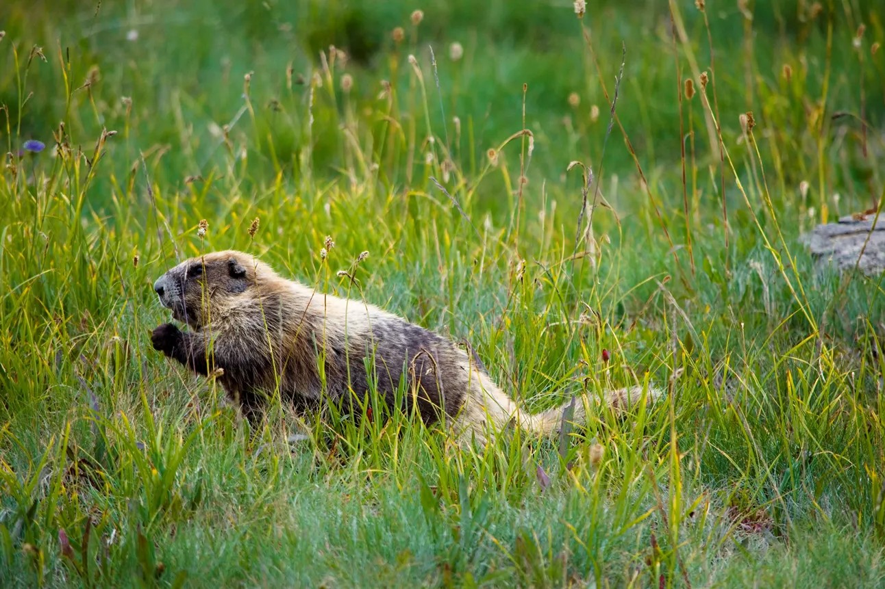 caption: An Olympic marmot grazes in a grassy meadow in Olympic National Park. 