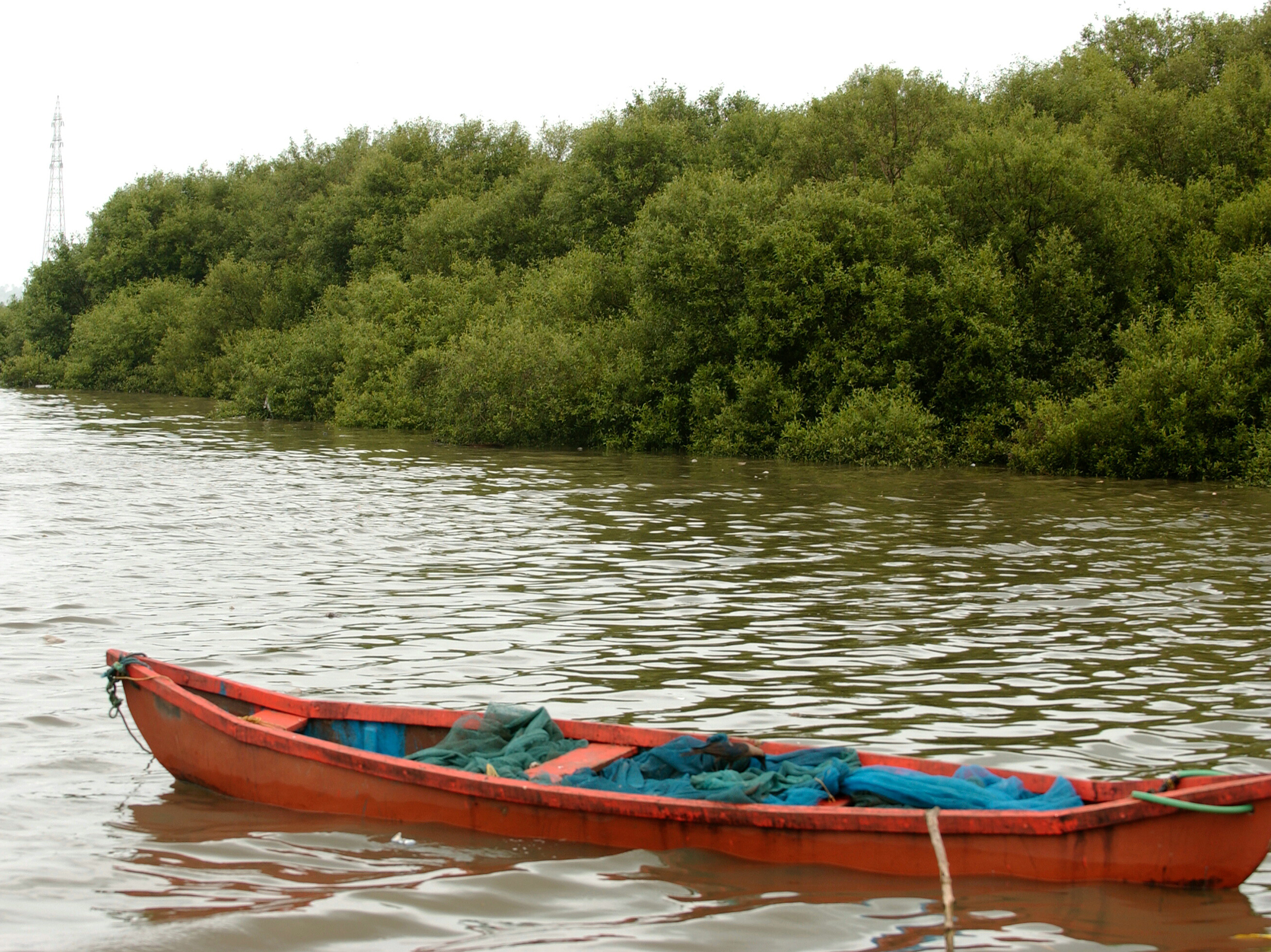 caption: Mangroves by the water in Mumbai.